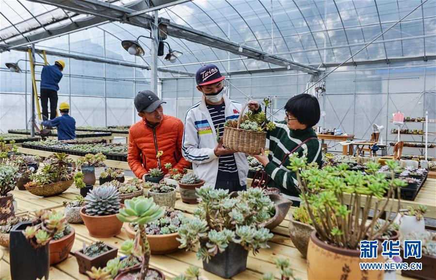 11月24日，严国富（白衣者）在自己的园艺大棚内向顾客介绍多肉植物。