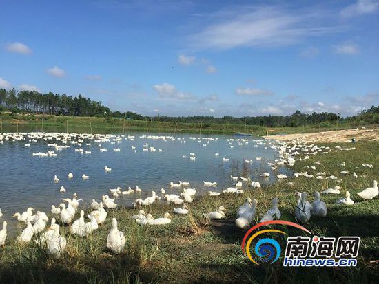 位于澄迈县永发镇新吴地区的“虫—鱼—鸭—菜”种养基地。