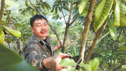 2月11日，村民李万富正在修剪桂圆树枝叶。
