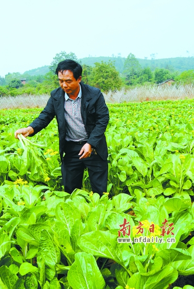 广东连州市孔围村：种植反季节蔬菜 富了自己富村民