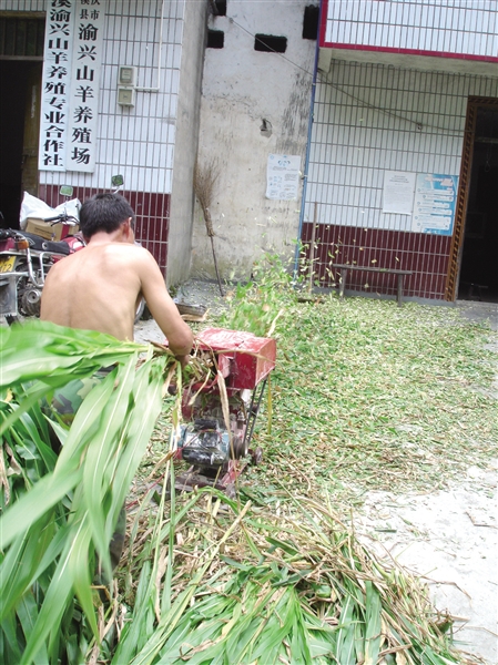 重庆巫溪：建生态畜牧 做效益农业