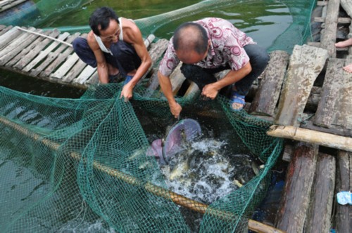 2013年9月1日，榕江寨蒿镇水库网箱鱼养殖户吴开化（左）和伙伴正在拉网捉鱼