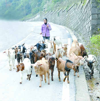 重庆綦江区：十二载女牧羊 30万“一年粮”