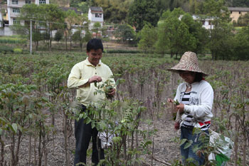 在大洋农村，很多农户会在家门口种下几棵香椿树，开春以后可以采集香椿芽做菜。