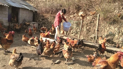 返乡农民工江湖：林下养鸡寻求致富路