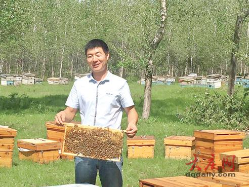 黑龙江泰康镇：养蜂达人”王雪峰：养蜂致富