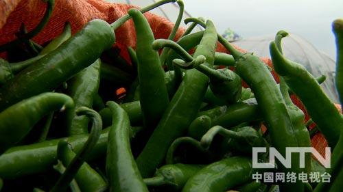 云南宣威：辣椒产业助山区农民增收