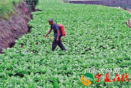 四川威远县：老汉种露地蔬菜轮作种植致富