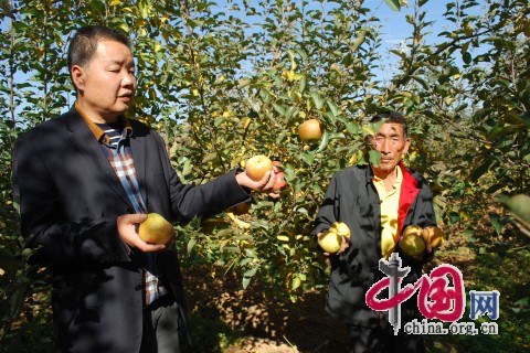 陈井全和赵庆海开心采摘“糖心大苹果”