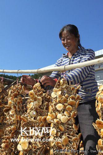 河北平泉：小蘑菇撑开农民致富伞