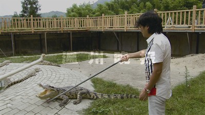 温商赴泰国学技回温养鳄鱼 独创“抓鳄法”
