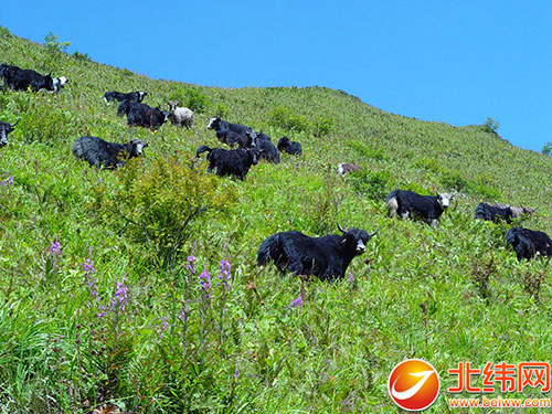 用中饲养的牦牛在山坡上吃草