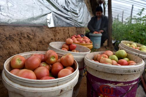 在山西平陆县后地村，一位村民在摆放收获的西红柿（3月19日摄）。