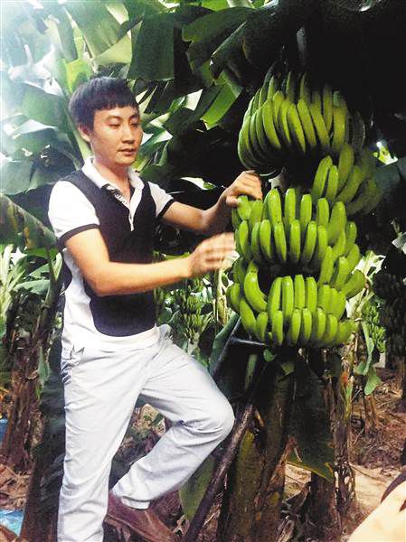 姜东海：西双版纳年轻的“香蕉大王”