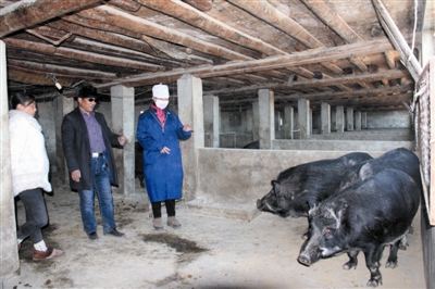 岳景森（中）为包联贫困户传授野猪养殖技术。