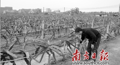 东莞“80后”辞职回乡做农民 筹措40万元种植火龙果