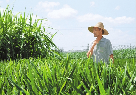 浙江嘉兴南湖：混搭种田 致富有道 打千斤粮挣万元钱