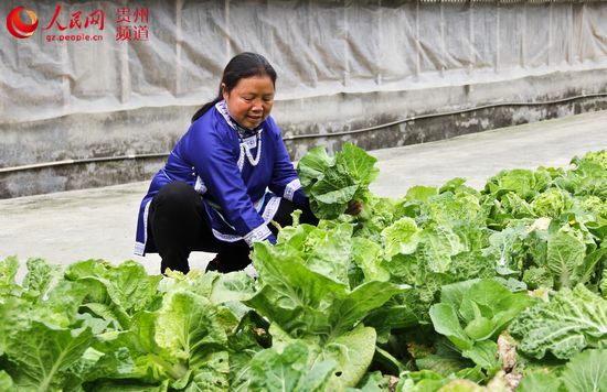 杨爱东采摘自家种的蔬菜
