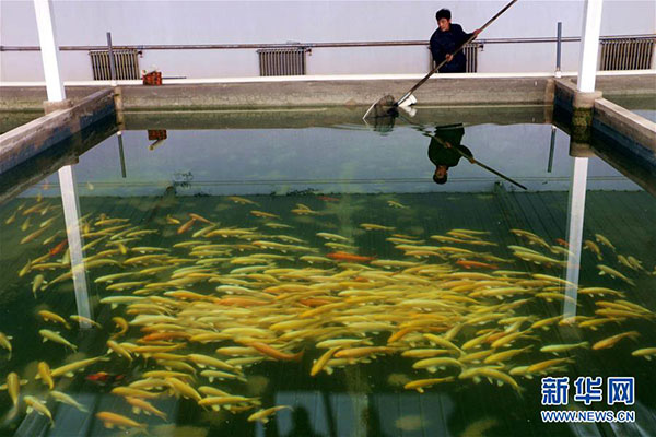 12月2日，工作人员在河北省兴隆县大杖子乡车柳滦锦鲤繁育中心查看锦鲤鱼苗长势。