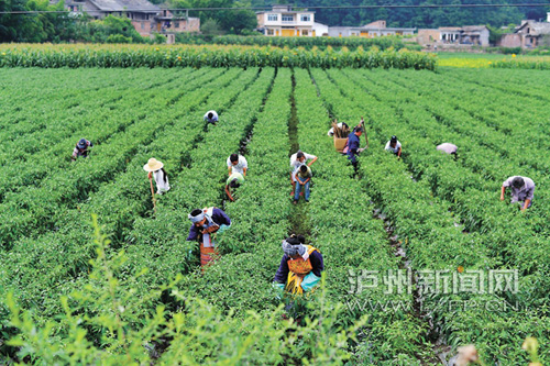 浙江金华潘庆军的高产养鱼经