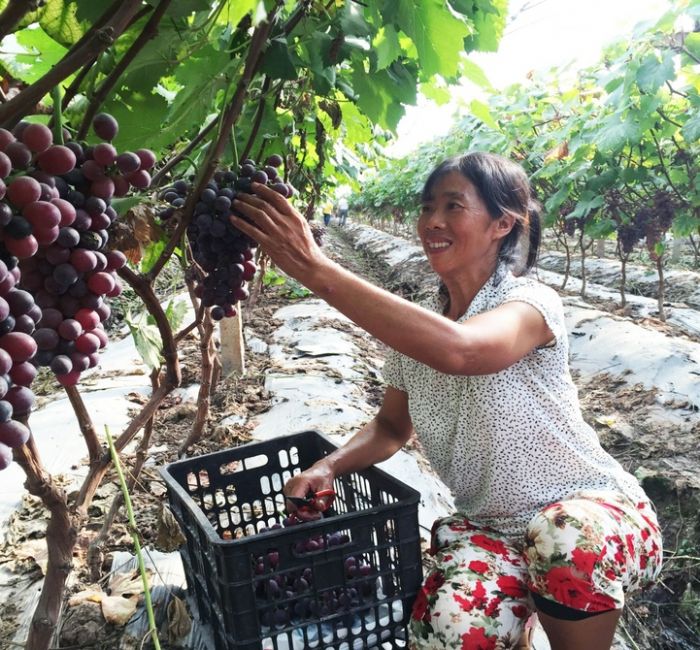 女子＂任性＂回乡当＂创客＂ 种葡萄近40 亩年收入50余万