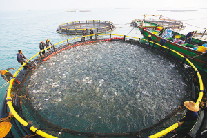 海南临高深水网箱养殖：渔民的“海上银行”