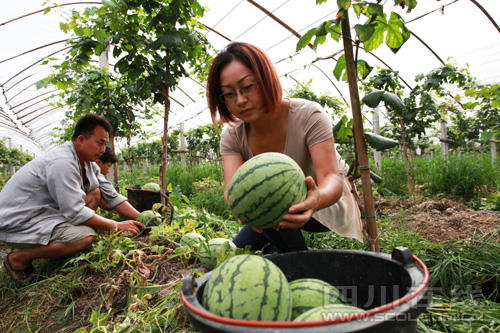 四川泸州：生态致富梦在“绿色”中绽放——农家妹的艰辛创业路2