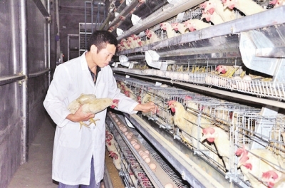 图为沱江乡养殖户钟勇在全自动蛋鸡笼养设备前管理蛋鸡。