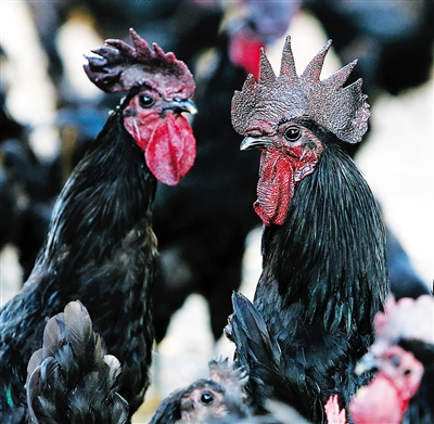 雄起珍禽良种产业专业合作社饲养的原种黑羽乌鸡。