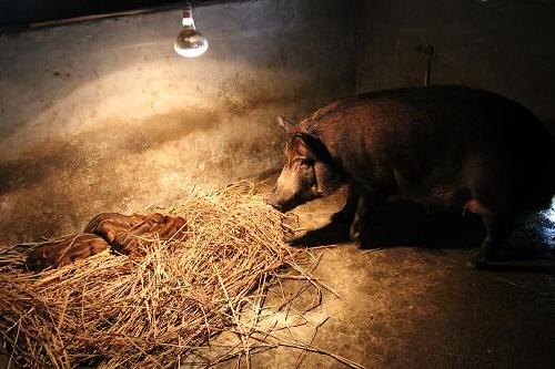 合川：中年夫妇养野猪“拱”出致富路