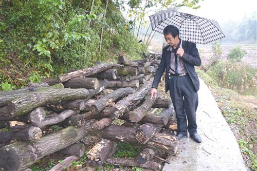 重庆南川区：钻木种菇 肉厚味美香满园