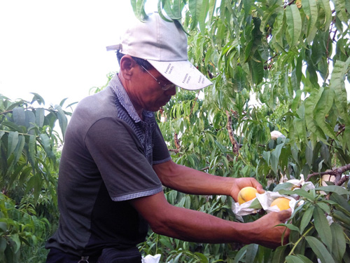 高价黄金密黄桃上市 栽培技术是关键