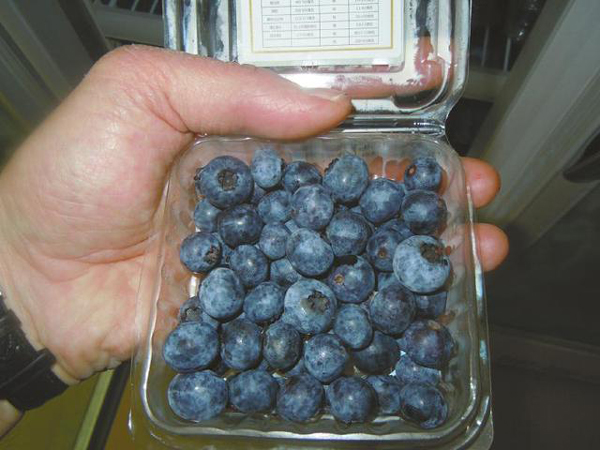 豪格尔帕奈培育出来适合高原种植的蓝莓。