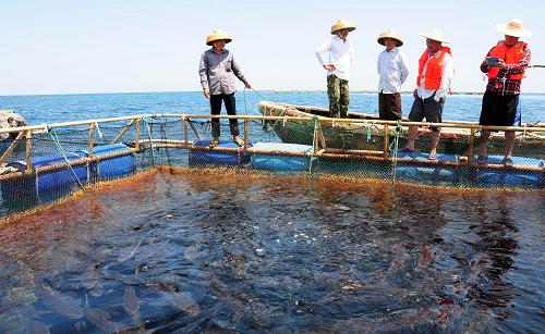 6月20日，海南省水产研究所的专家在西沙晋卿岛附近海域深水网箱养殖区的一口深水网箱边观察军曹鱼的养殖情况。