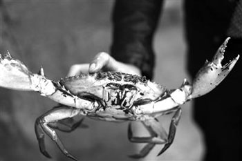 海南万宁市：丢掉年薪几十万 海归养蟹在海南