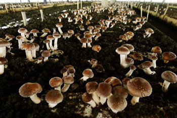 山核桃壳培育出来的香菇品质一流。