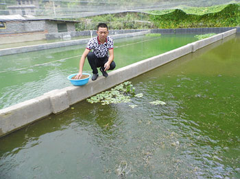 重庆敦好镇：泥鳅难过繁育关 黄粉虫是营养餐