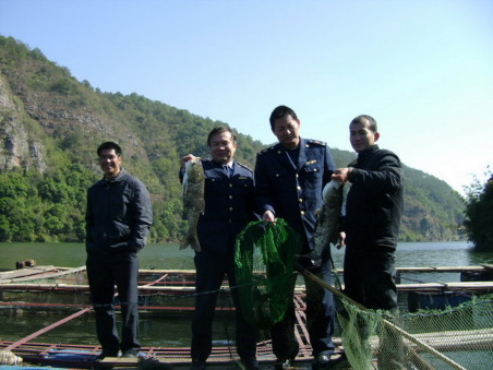 苍梧县工商干部到梨埠镇爽岛网箱养鱼微型企业指导养殖。