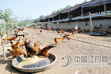 龙胜镇立体综合种养场示范基地成开平科普惠农兴村典范