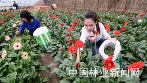 辽宁大学生村官变身“花仙子”致富百姓