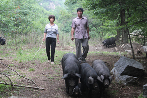 河北涞源县：散养“黑猪”实现致富
