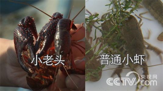 海南海口市：虾叔的小龙虾梦2