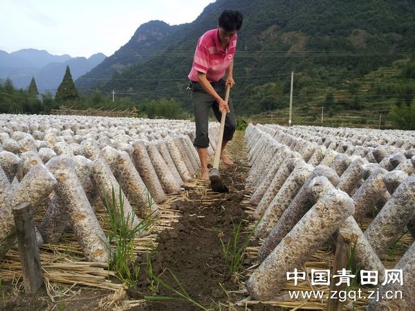 浙江青田县大力发展农户种植木耳，生态、经济效益双丰收