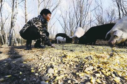 黑龙江伊春：森林猪“跑”出致富路