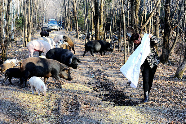 11月10日，李丽丰在建设林场承包的林地中喂猪吃山核桃。