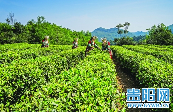 贵州贵阳发展特色茶产业新路 带动村民走上“致富路”