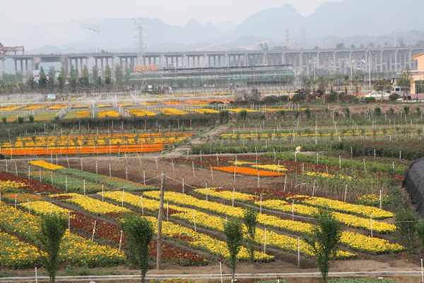 贵州：装点惠水花卉产业 鼓起农民腰包