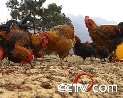 cctv致富经:大学生养鸡 只只都会“飞”