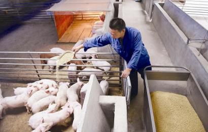 广西新塘镇：生态养殖 让养猪户走上致富路