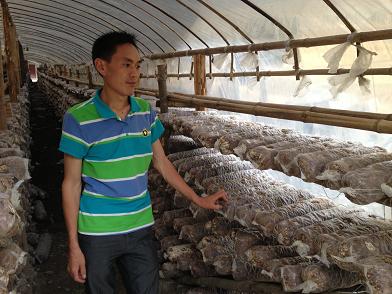 重庆城口邓作权：大棚种植香菇走上致富路（图：1）